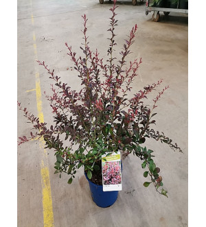 Berberis thunb. 'Atropurpurea Nana' C 2 L